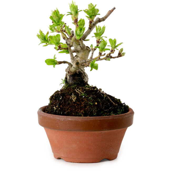 Crataegus cuneata, 12 cm, ± 8 anni, con un nebari di 3 cm