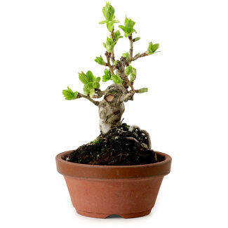 Crataegus cuneata, 12 cm, ± 8 años de edad