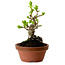 Crataegus cuneata, 12 cm, ± 8 jaar oud, met een nebari van 3 cm