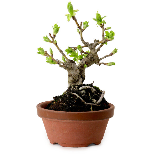 Crataegus cuneata, 12 cm, ± 8 ans, avec un nebari de 3 cm