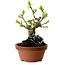 Crataegus cuneata, 12 cm, ± 8 jaar oud, met een nebari van 3 cm