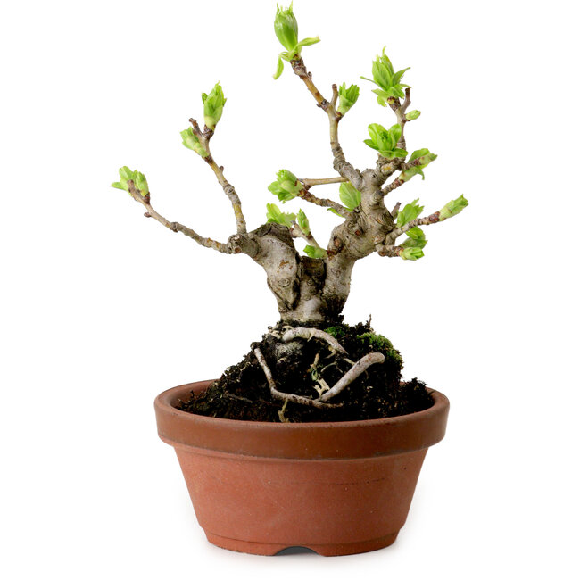 Crataegus cuneata, 12 cm, ± 8 ans, avec un nebari de 3 cm