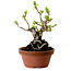 Crataegus cuneata, 12 cm, ± 8 ans, avec un nebari de 3 cm