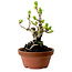 Crataegus cuneata, 12 cm, ± 8 ans, avec un nebari de 3 cm