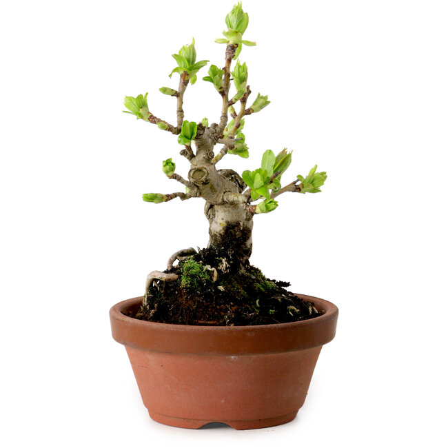 Crataegus cuneata, 12 cm, ± 8 ans, avec un nebari de 3 cm