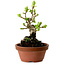 Crataegus cuneata, 12 cm, ± 8 jaar oud, met een nebari van 3 cm