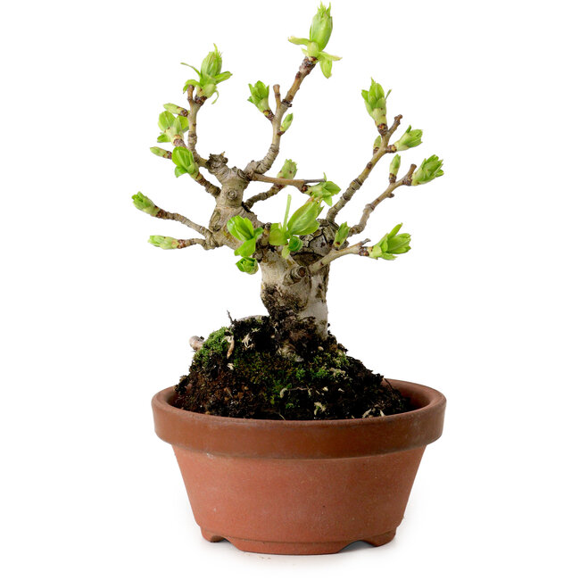 Crataegus cuneata, 12 cm, ± 8 ans, avec un nebari de 3 cm