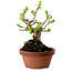 Crataegus cuneata, 12 cm, ± 8 jaar oud, met een nebari van 3 cm