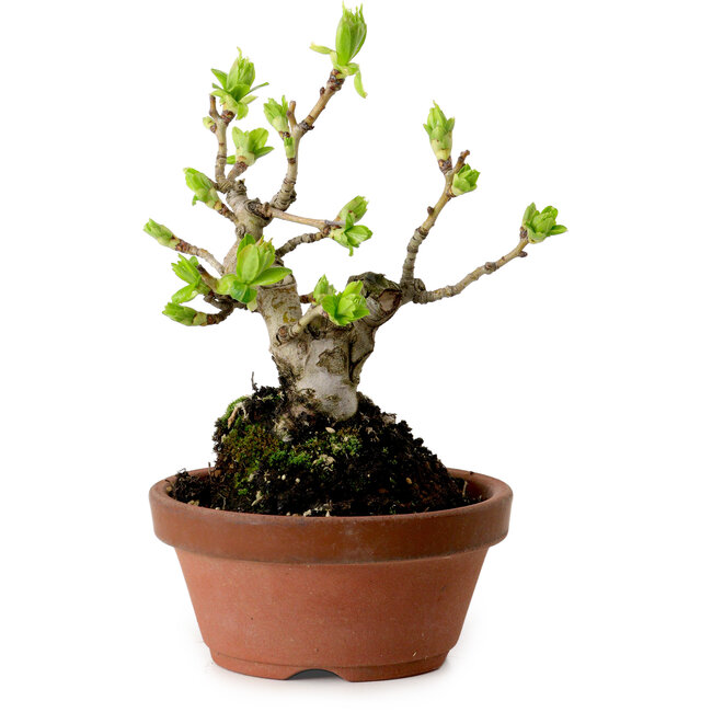 Crataegus cuneata, 12 cm, ± 8 jaar oud, met een nebari van 3 cm