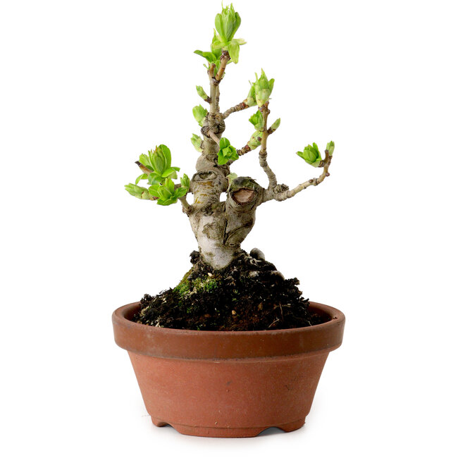 Crataegus cuneata, 12 cm, ± 8 ans, avec un nebari de 3 cm