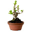 Crataegus cuneata, 12 cm, ± 8 ans, avec un nebari de 3 cm