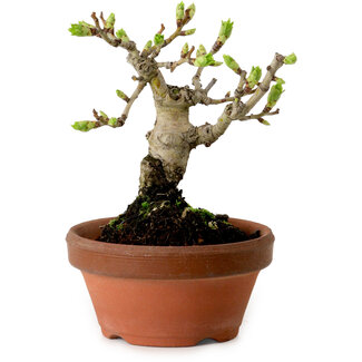 Crataegus cuneata, 12 cm, ± 8 años de edad