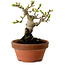 Crataegus cuneata, 12 cm, ± 8 jaar oud, met een nebari van 3 cm