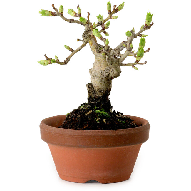 Crataegus cuneata, 12 cm, ± 8 years old, with a nebari of 3 cm