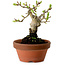 Crataegus cuneata, 12 cm, ± 8 ans, avec un nebari de 3 cm