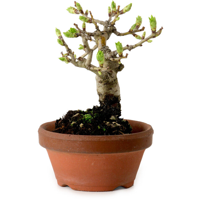 Crataegus cuneata, 12 cm, ± 8 jaar oud, met een nebari van 3 cm
