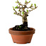 Crataegus cuneata, 12 cm, ± 8 jaar oud, met een nebari van 3 cm