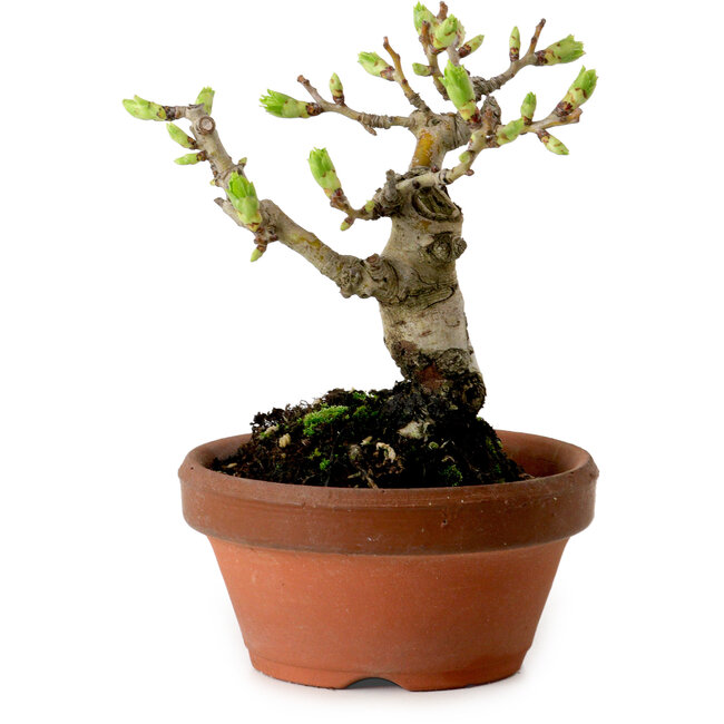 Crataegus cuneata, 12 cm, ± 8 Jahre alt, mit einem Nebari von 3 cm