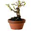 Crataegus cuneata, 12 cm, ± 8 ans, avec un nebari de 3 cm