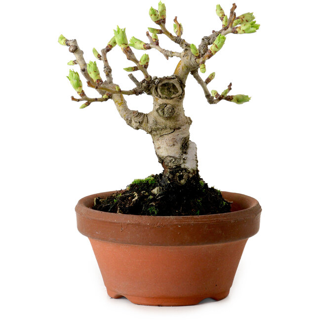 Crataegus cuneata, 12 cm, ± 8 ans, avec un nebari de 3 cm