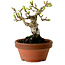 Crataegus cuneata, 12 cm, ± 8 jaar oud, met een nebari van 3 cm