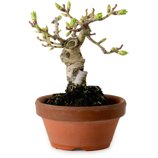 Crataegus cuneata, 12 cm, ± 8 años de edad, con un nebari de 3 cm