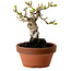 Crataegus cuneata, 12 cm, ± 8 Jahre alt, mit einem Nebari von 3 cm