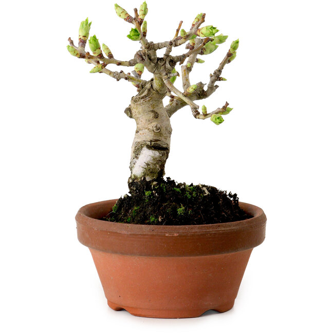 Crataegus cuneata, 12 cm, ± 8 years old, with a nebari of 3 cm