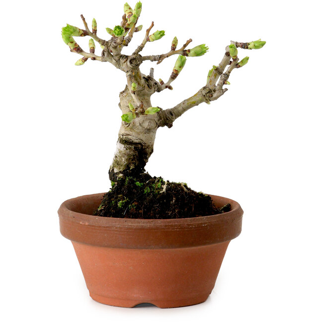 Crataegus cuneata, 12 cm, ± 8 ans, avec un nebari de 3 cm