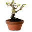 Crataegus cuneata, 12 cm, ± 8 ans, avec un nebari de 3 cm