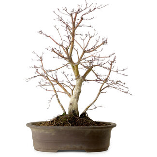 Acer palmatum Deshojo, 60 cm, ± 15 Jahre alt