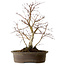 Acer palmatum Deshojo, 60 cm, ± 15 years old