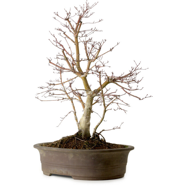 Acer palmatum Deshojo, 60 cm, ± 15 anni