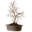 Acer palmatum Deshojo, 60 cm, ± 15 años
