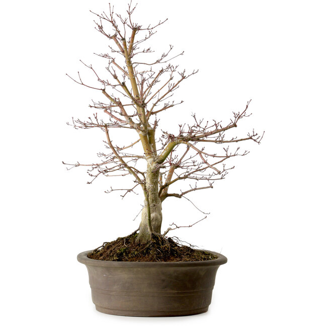 Acer palmatum Deshojo, 60 cm, ± 15 ans