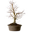 Acer palmatum Deshojo, 60 cm, ± 15 ans