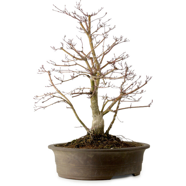 Acer palmatum Deshojo, 60 cm, ± 15 anni