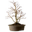 Acer palmatum Deshojo, 60 cm, ± 15 years old