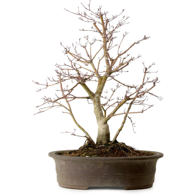 Acer palmatum Deshojo, 60 cm, ± 15 ans