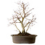 Acer palmatum Deshojo, 60 cm, ± 15 Jahre alt