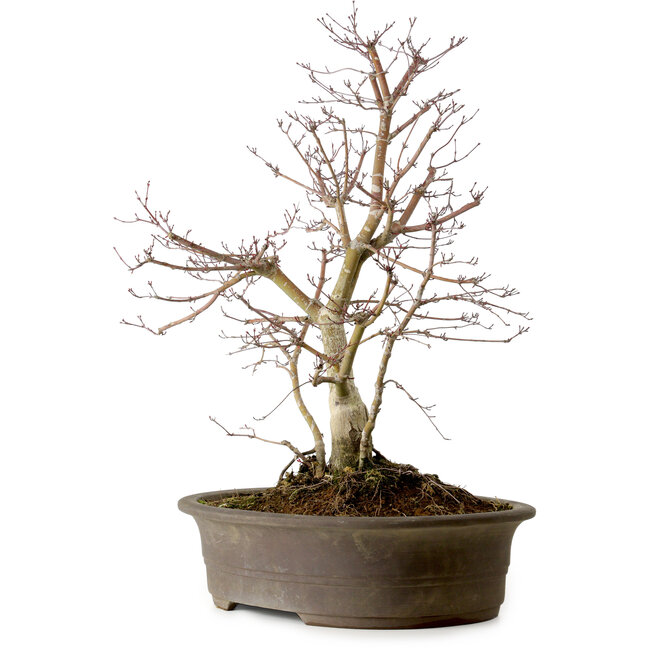 Acer palmatum Deshojo, 60 cm, ± 15 Jahre alt
