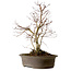 Acer palmatum Deshojo, 60 cm, ± 15 years old