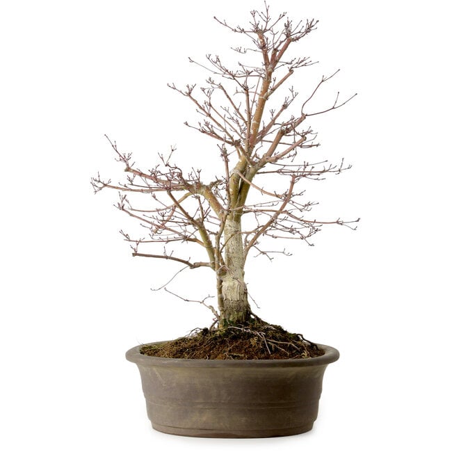 Acer palmatum Deshojo, 60 cm, ± 15 años