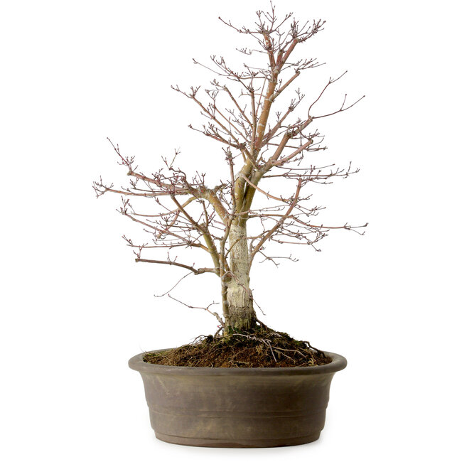 Acer palmatum Deshojo, 60 cm, ± 15 Jahre alt