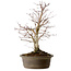 Acer palmatum Deshojo, 60 cm, ± 15 años