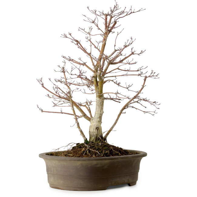 Acer palmatum Deshojo, 60 cm, ± 15 años
