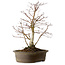Acer palmatum Deshojo, 60 cm, ± 15 ans