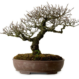 Feuerdorn, 41 cm, ca. 20 Jahre alt