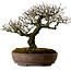 Pyracantha, 41 cm, ± 20 jaar oud