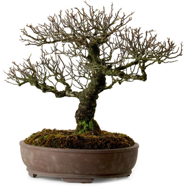 Pyracantha, 41 cm, ± 20 jaar oud